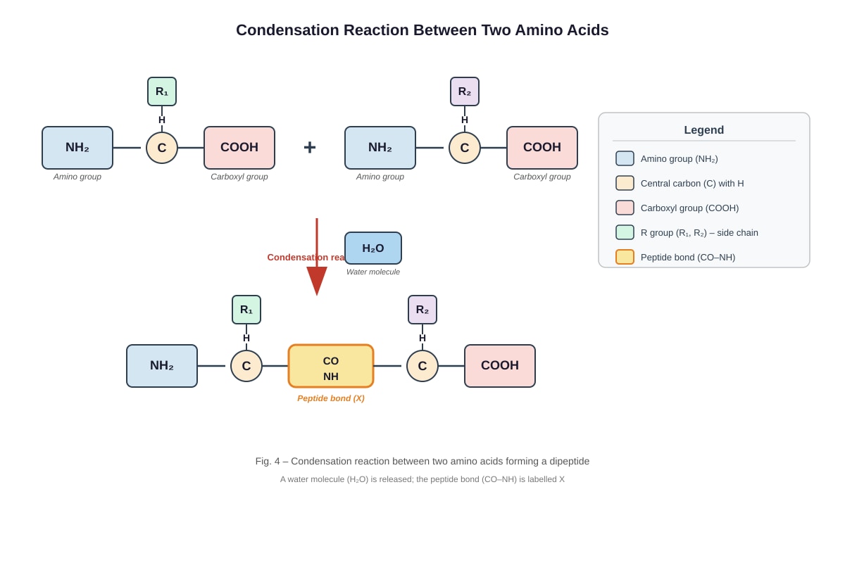 Diagram for Q13 (ALEVEL Biology H1)