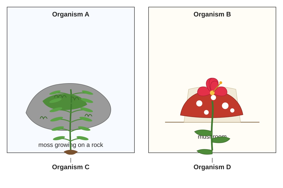 Image for placeholder 1 (P4 Science)