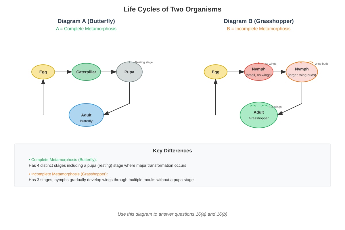 Diagram for Q16 (P4 Science)