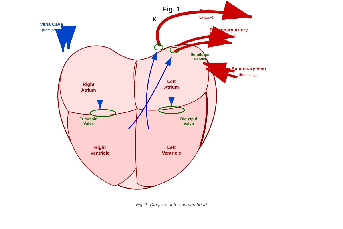 Diagram for Q11 (ALEVEL Biology H1)