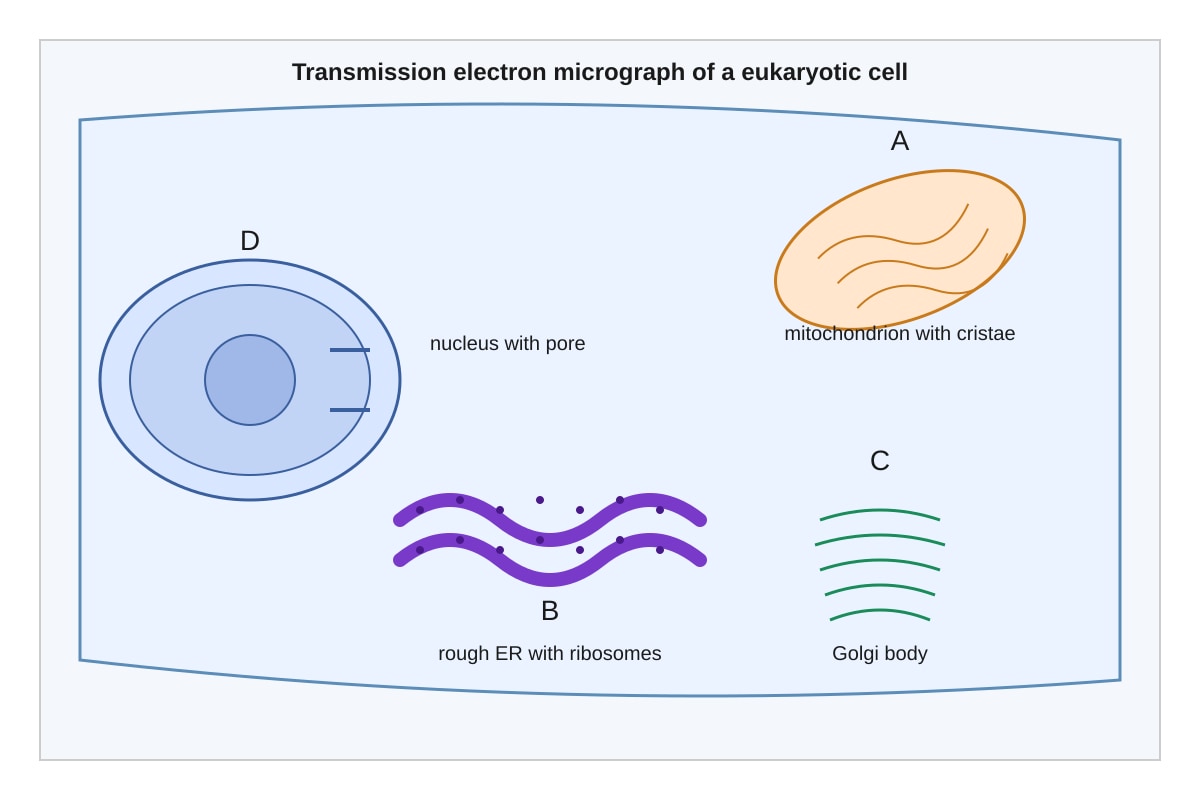 Diagram for Q11 (ALEVEL Biology H1)