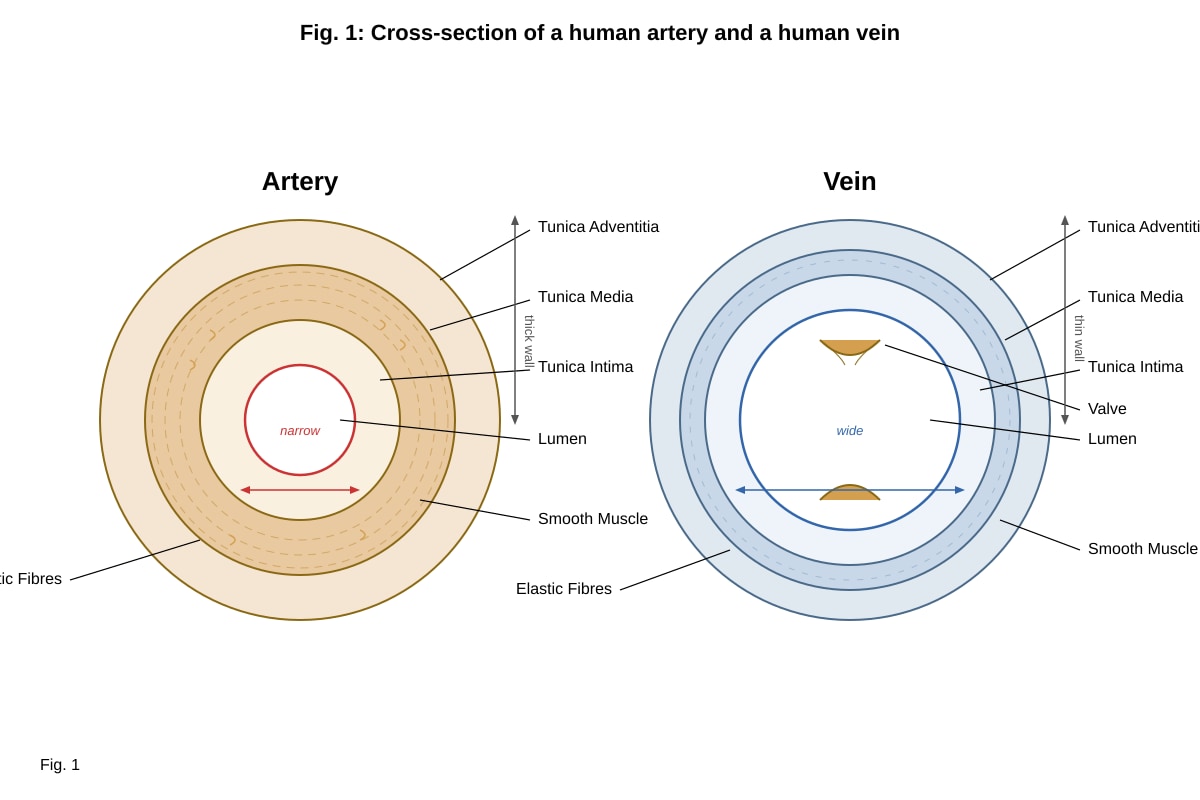Diagram for Q6 (ALEVEL Biology H1)