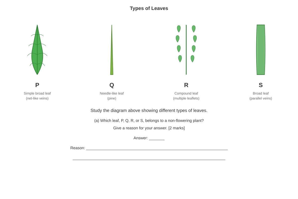 Diagram for Q10 (P5 Science)