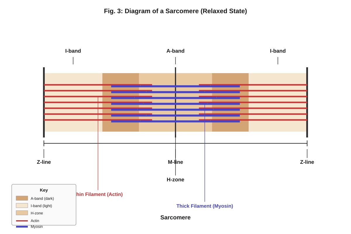 Diagram for Q10 (ALEVEL Biology H1)