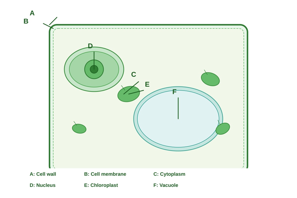 Diagram for Q3 (P6 Science)