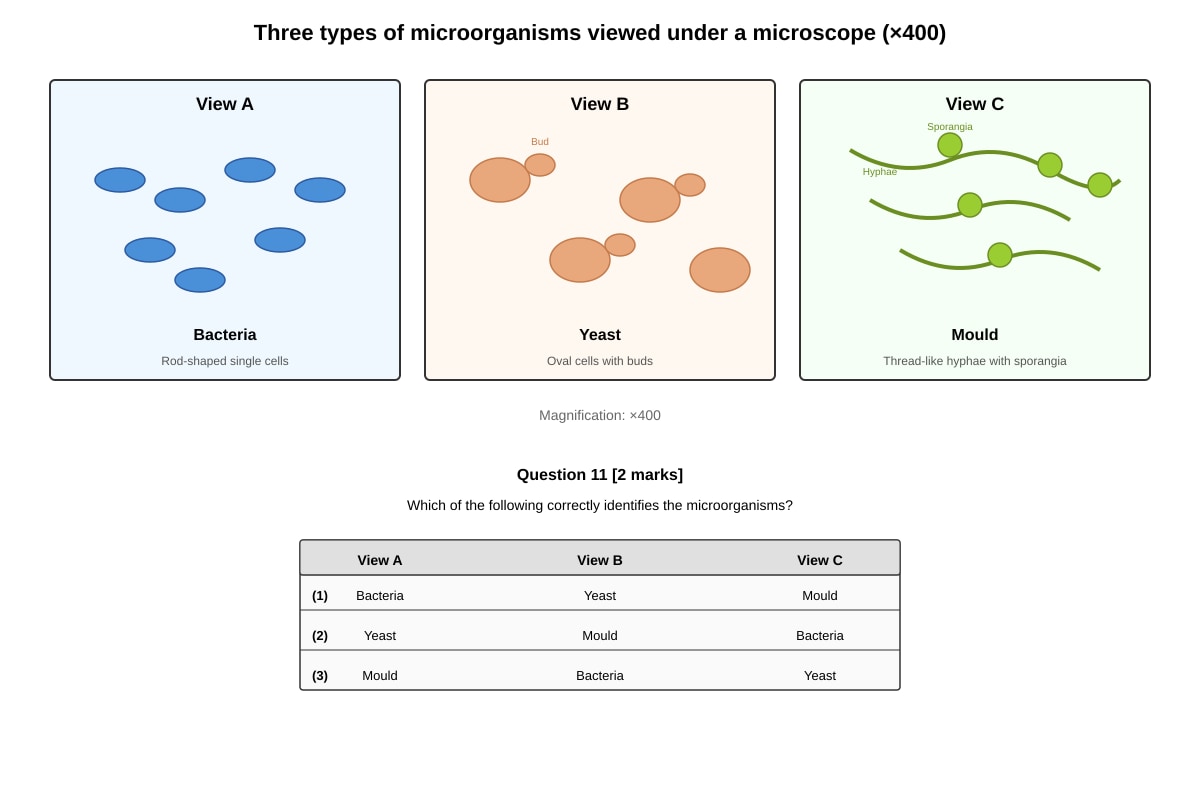 Diagram for Q11 (P6 Science)