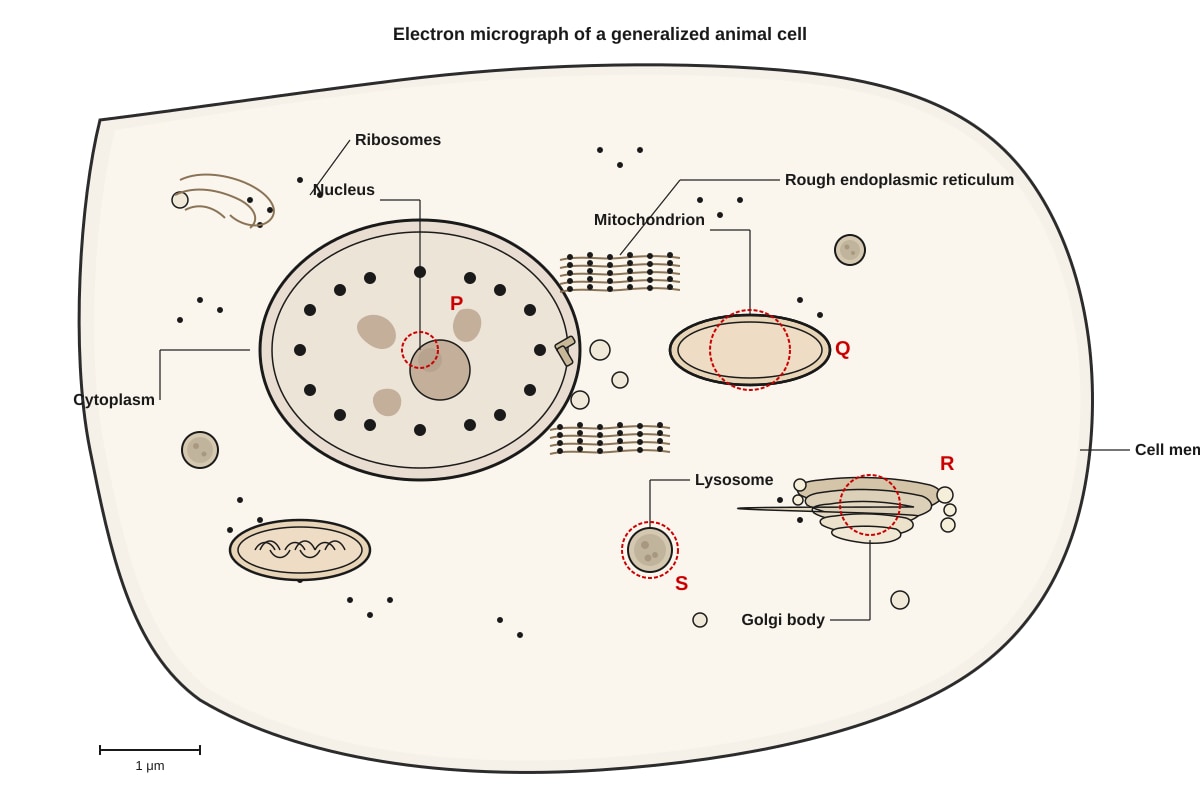 Diagram for Q11 (SEC3 Biology)