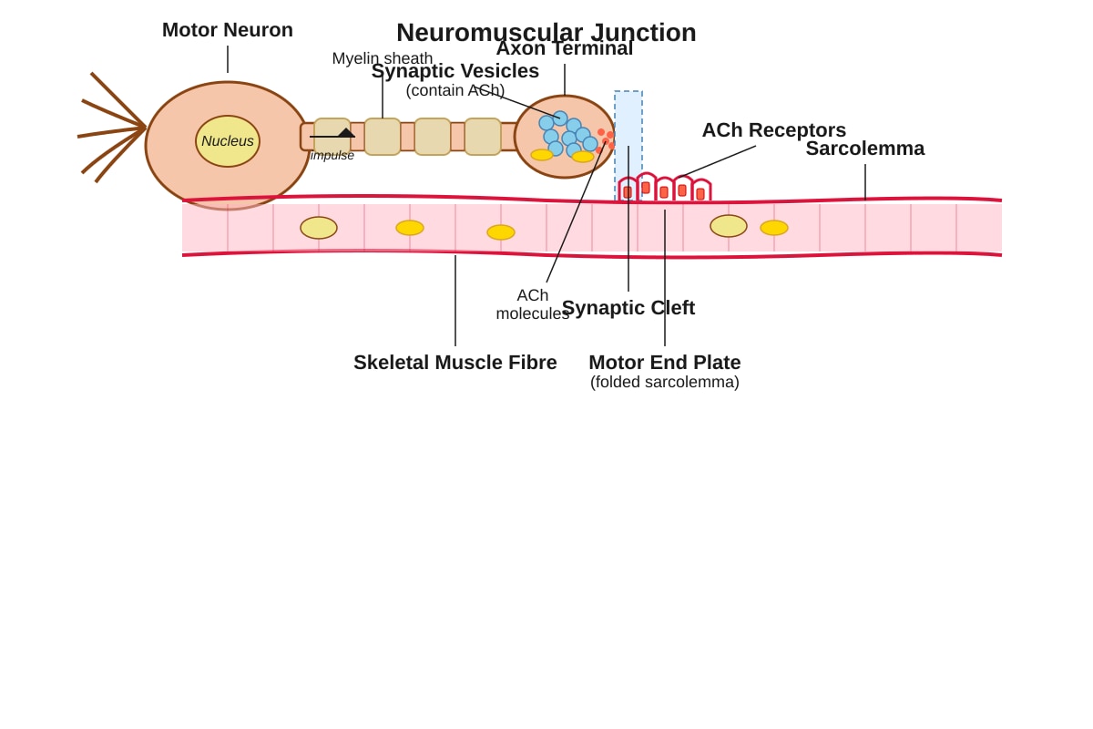 Diagram for Q5 (ALEVEL Biology H1)