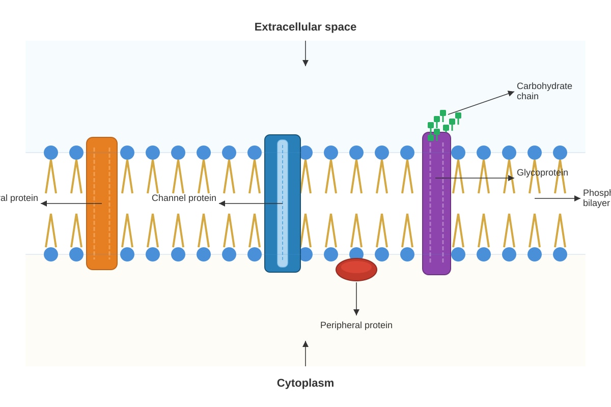 Diagram for Q16 (ALEVEL Biology H3)