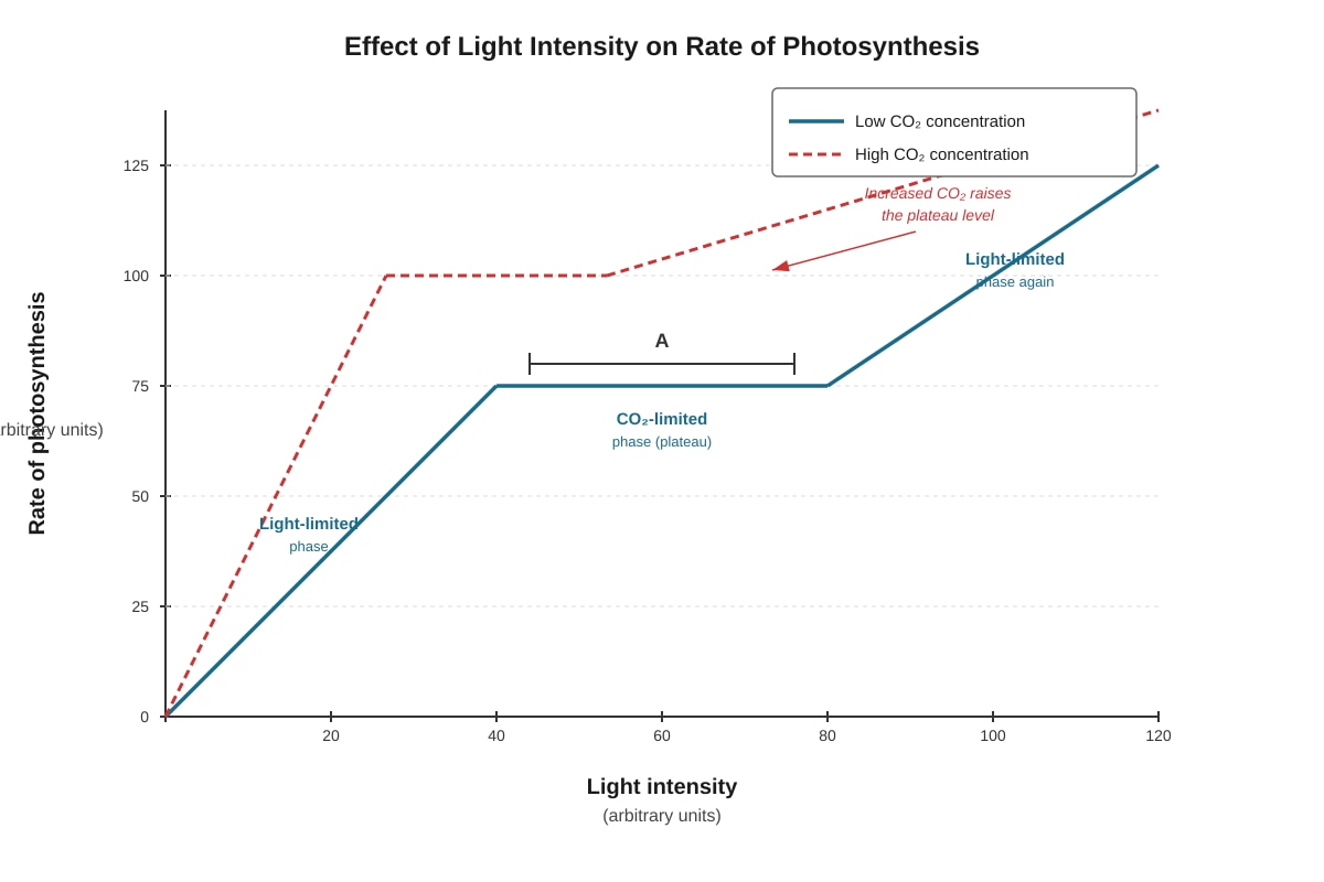 Graph for Q12 (ALEVEL Biology H1)