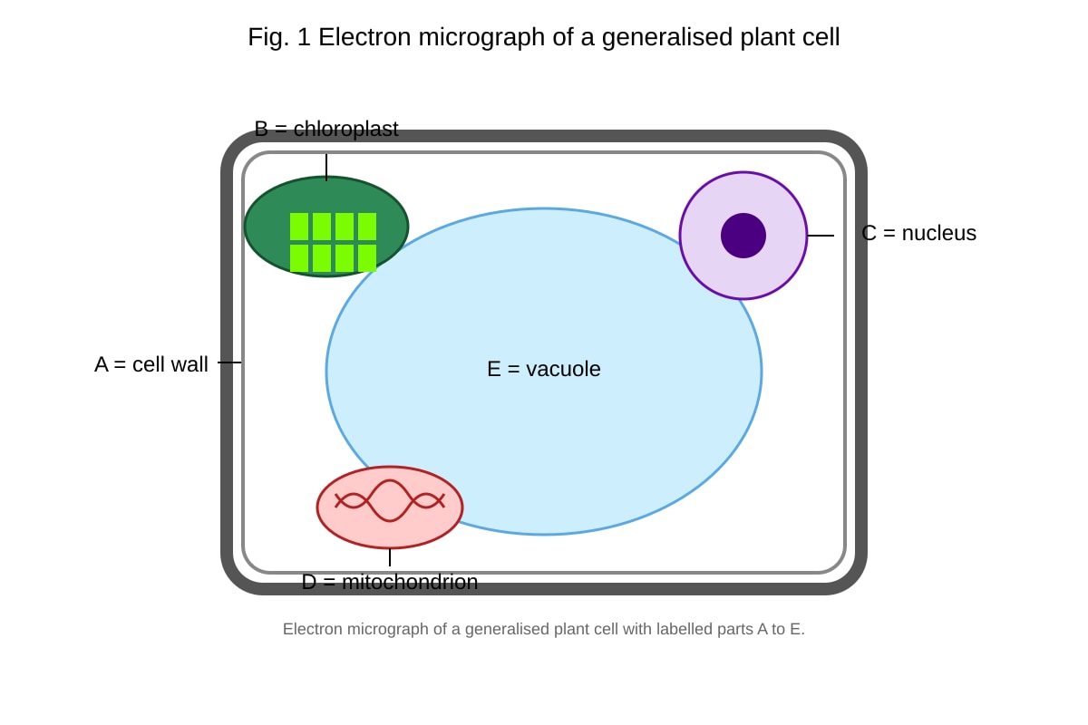 Diagram for Q10 (SEC4 Pure Biology)