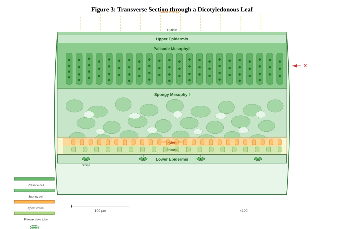 Diagram for placeholder 1 (ALEVEL Biology H2)