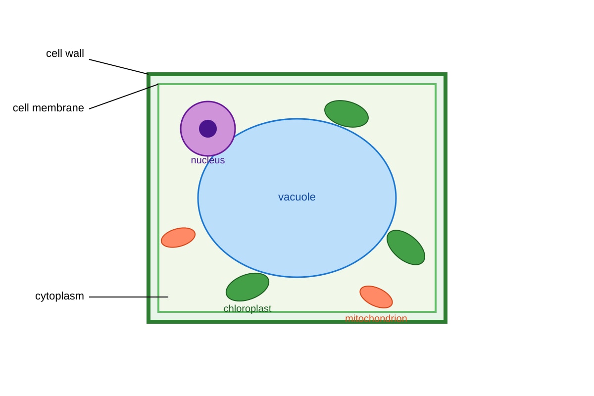 Diagram for Q7 (SEC3 Biology)