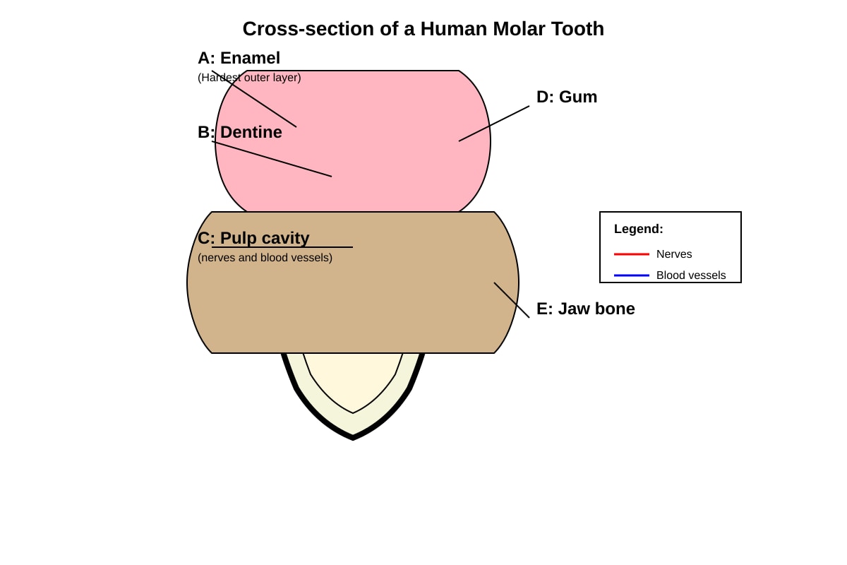 Diagram for Q27 (P6 Science)