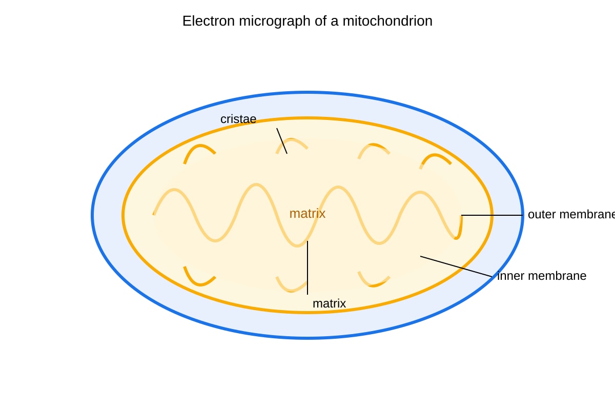 Diagram for Q13 (OLEVEL Biology)