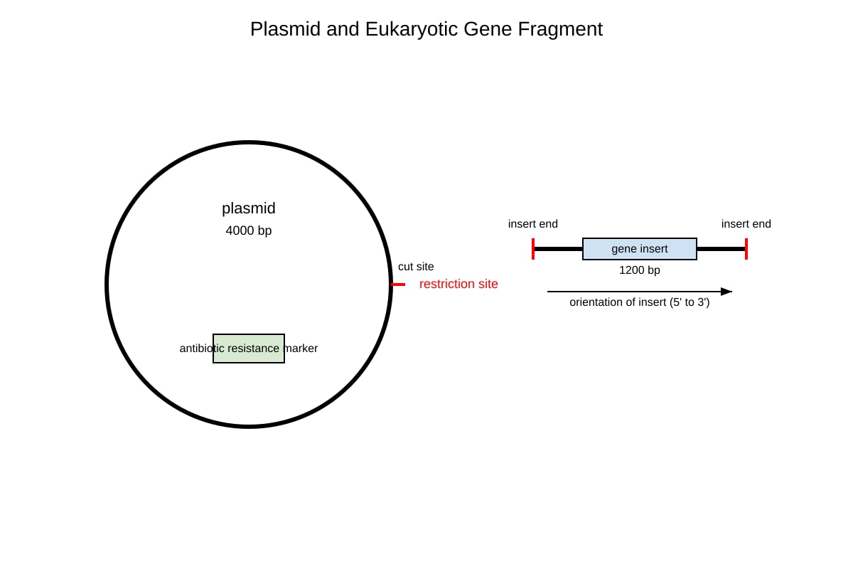 Diagram for Q10 (ALEVEL Biology H3)