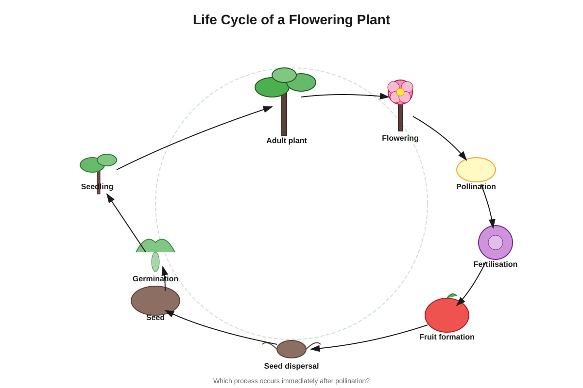 Diagram for Q5 (P6 Science)