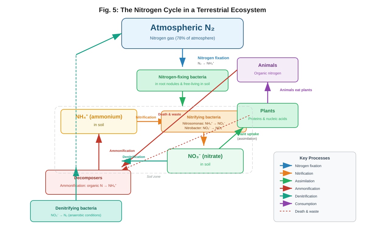 Diagram for Q18 (ALEVEL Biology H1)