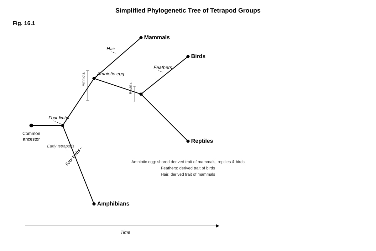 Diagram for Q16 (ALEVEL Biology H3)