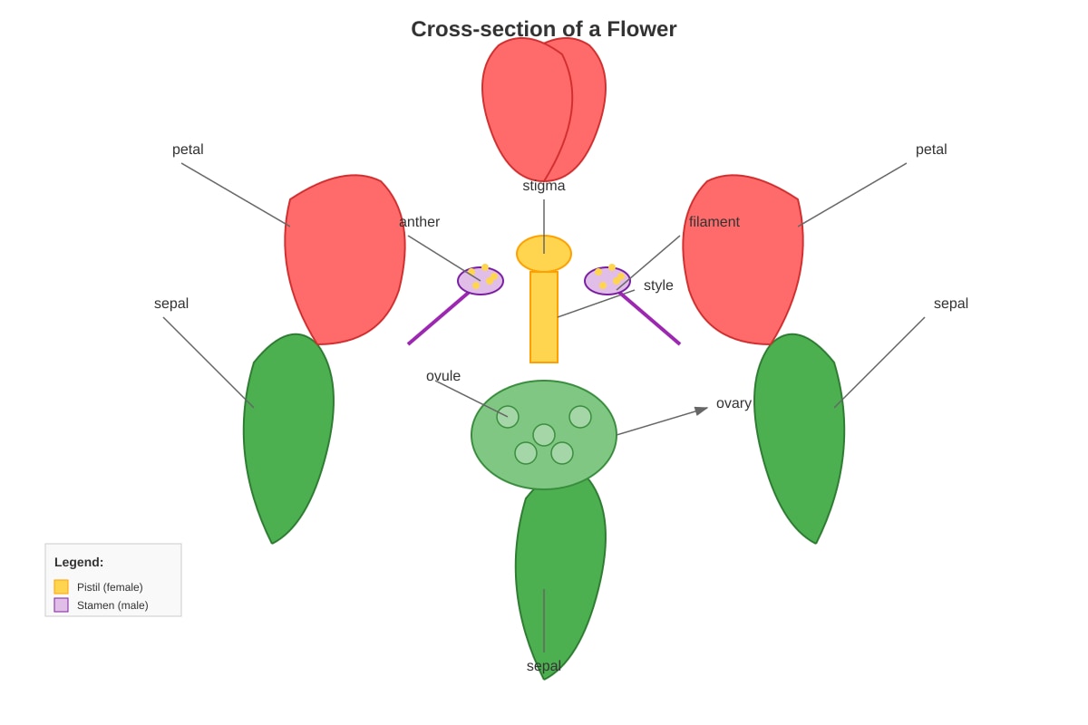 Diagram for Q4 (P6 Science)