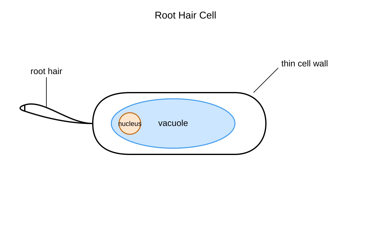 Diagram for Q17 (SEC4 Pure Biology)
