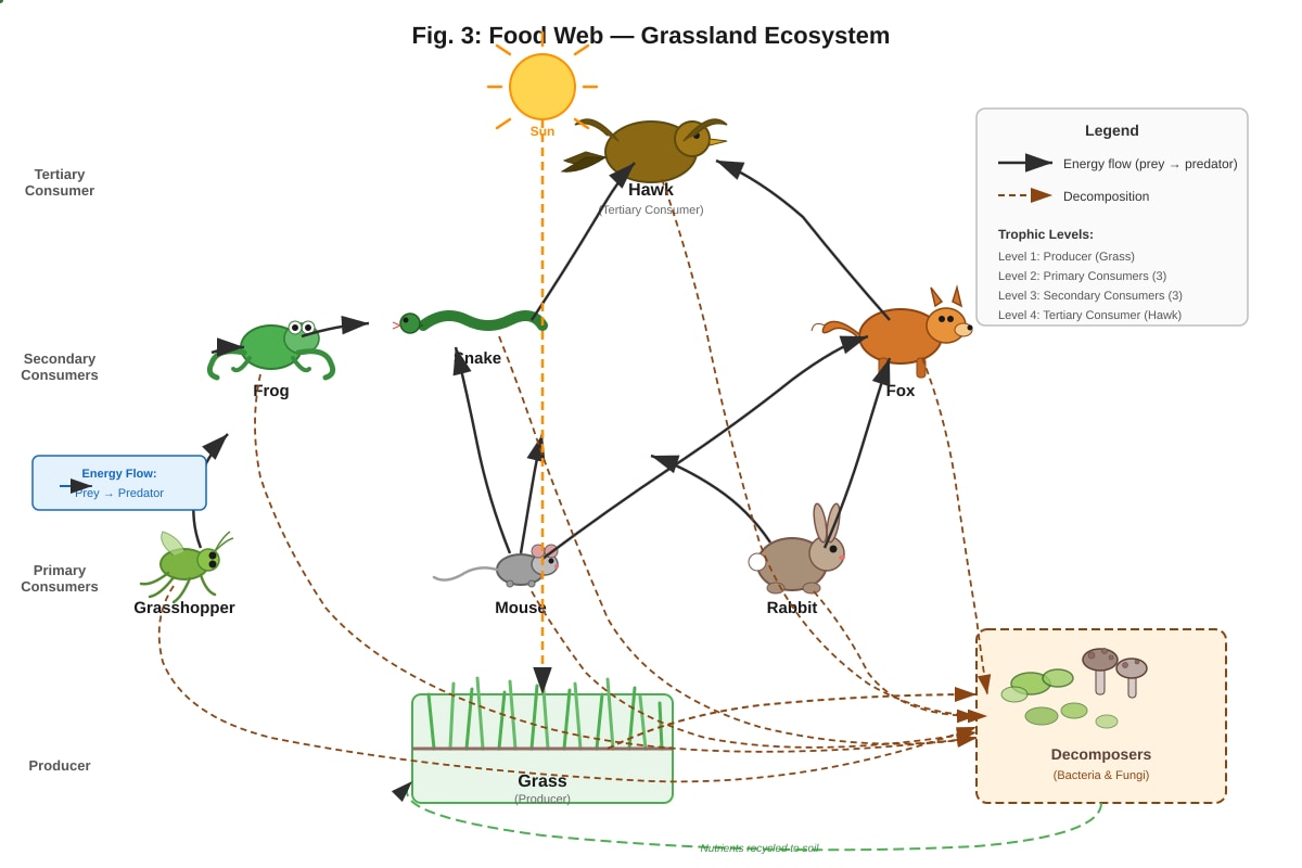 Diagram for Q10 (ALEVEL Biology H1)