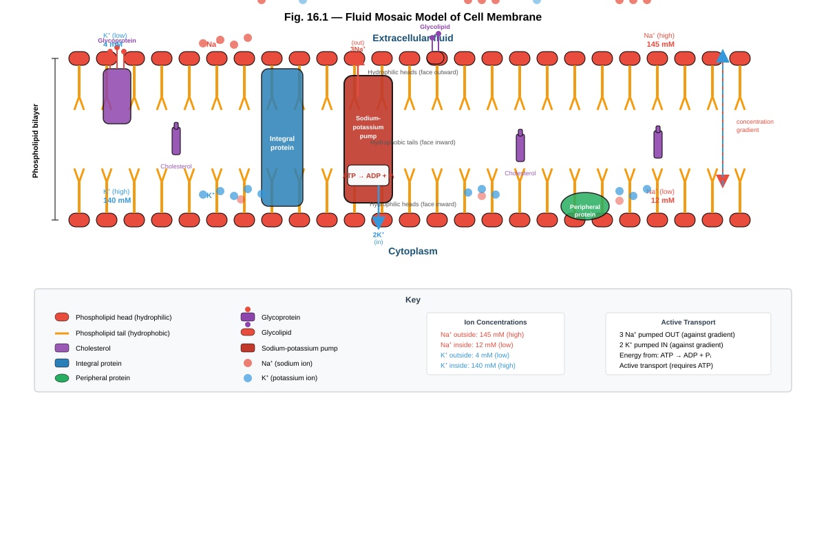 Diagram for Q16 (ALEVEL Biology H1)