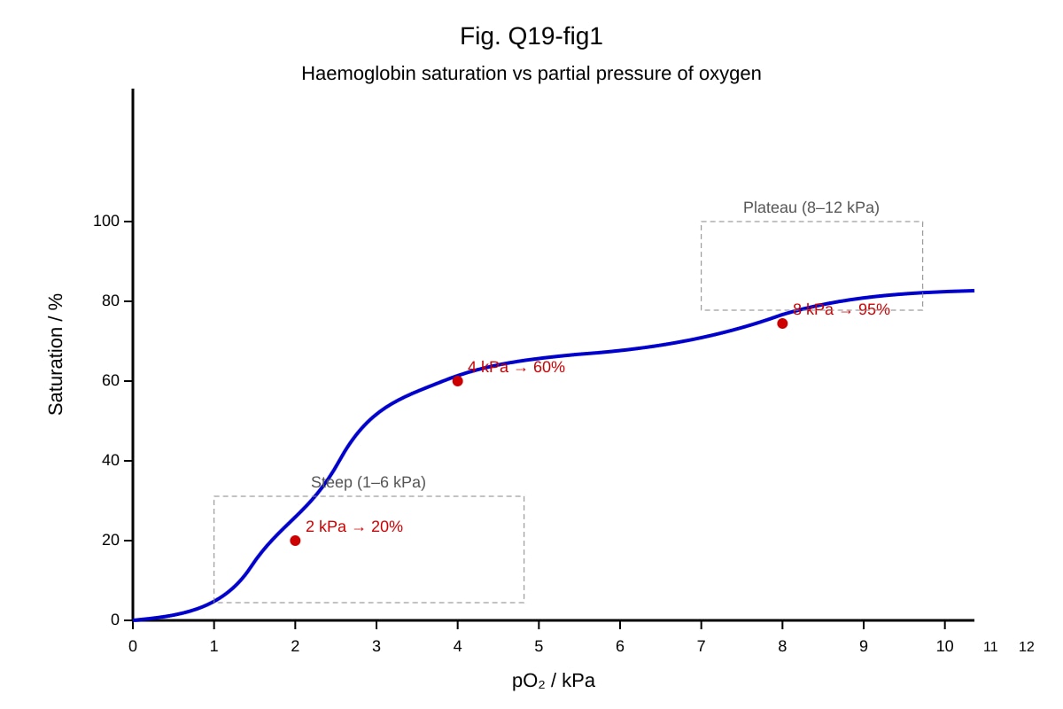 Graph for Q19 (ALEVEL Biology H2)