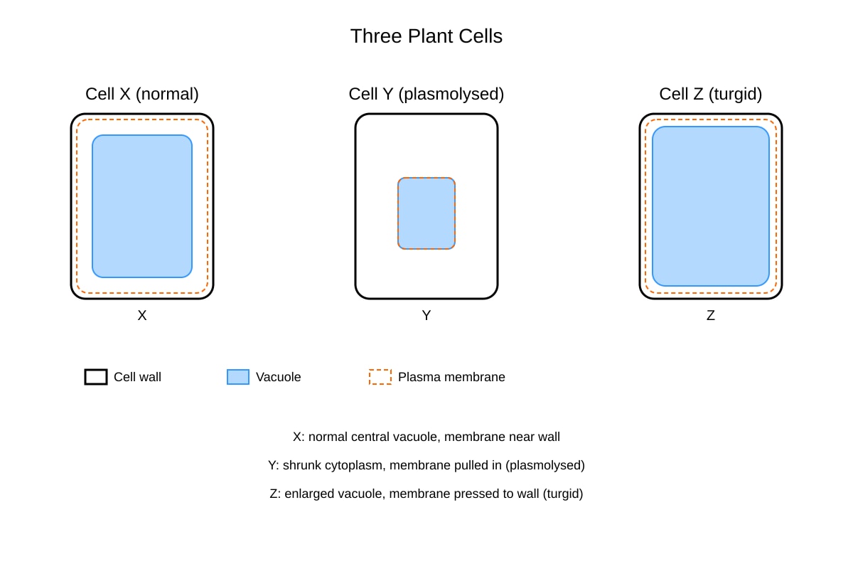 Diagram for Q8 (SEC4 Pure Biology)