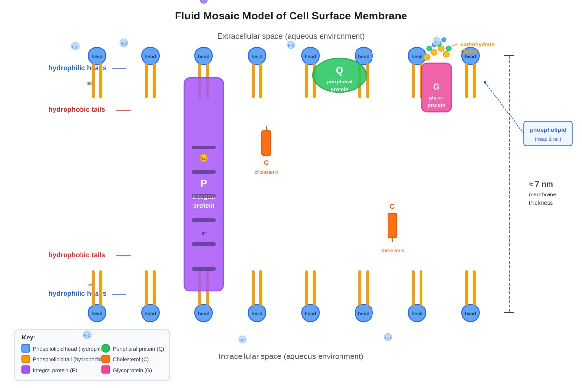 Diagram for Q6 (SEC3 Biology)