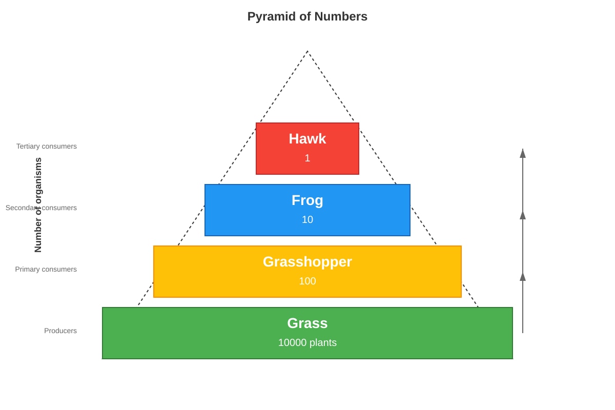 Diagram for Q27 (P6 Science)