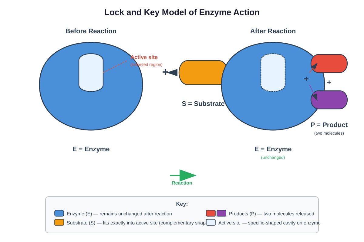 Diagram for Q19 (SEC3 Biology)