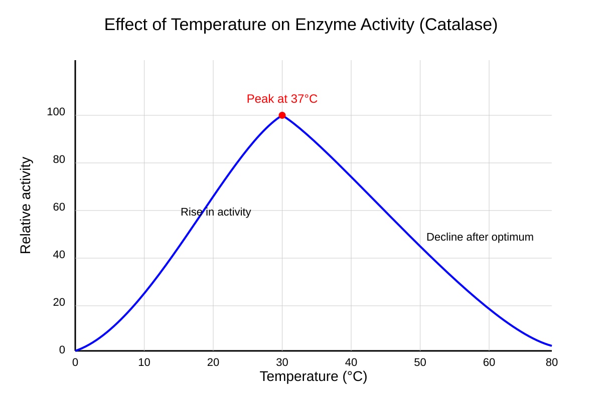 Graph for Q17 (SEC3 Combined Science)