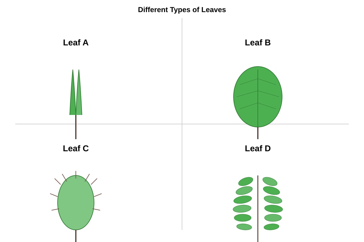 Diagram for Q13 (P4 Science)