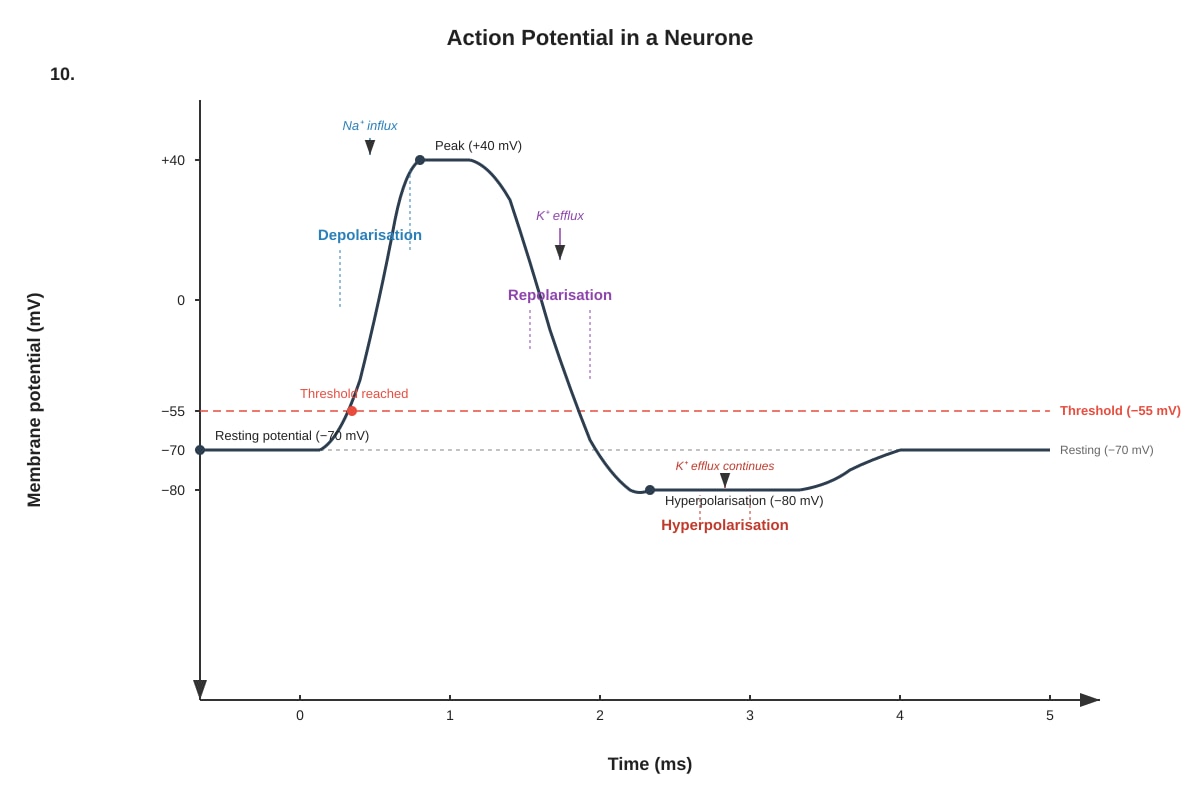 Graph for Q10 (ALEVEL Biology H3)