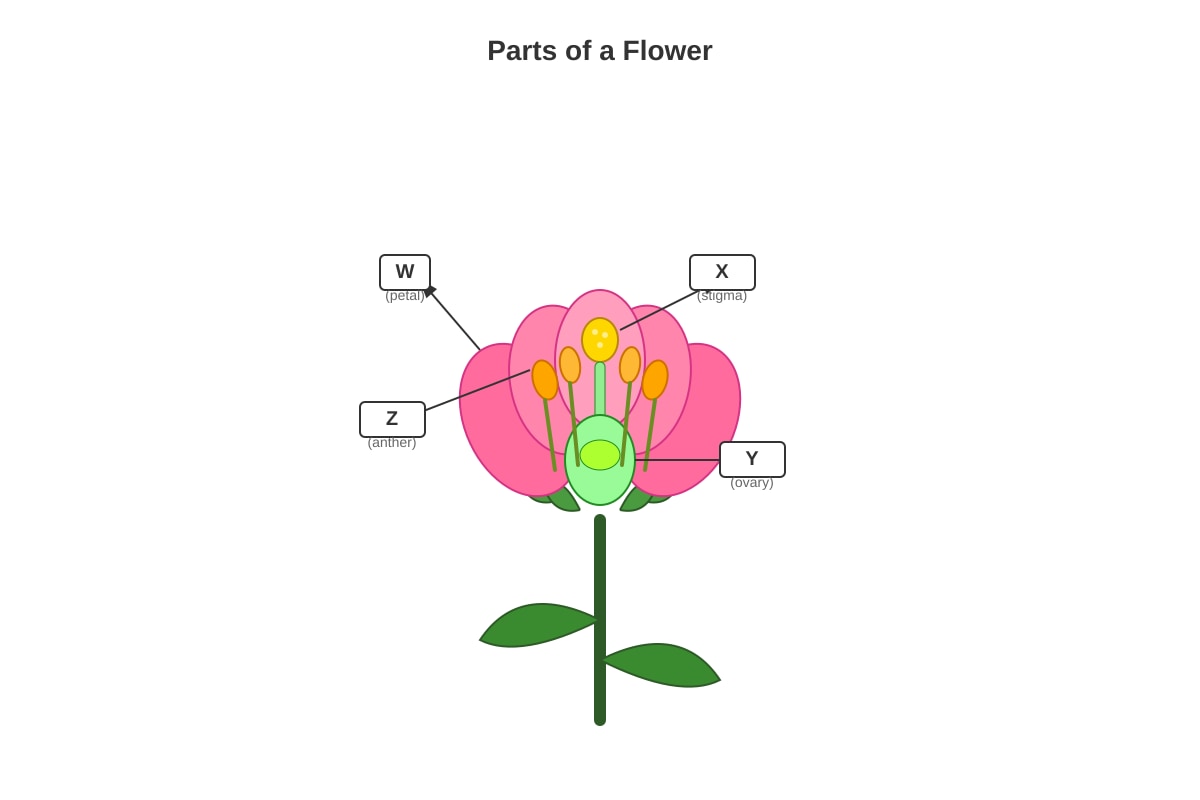 Diagram for Q3 (P3 Science)