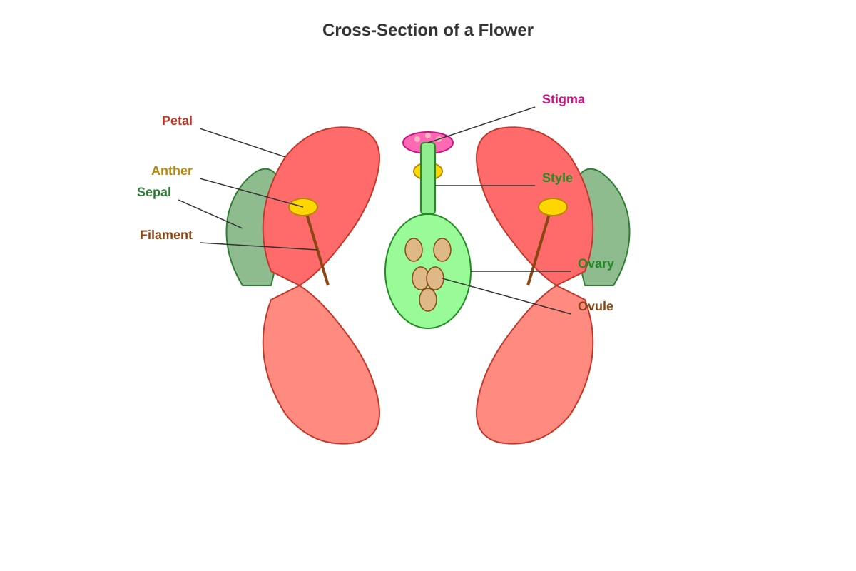Diagram for Q8 (P6 Science)