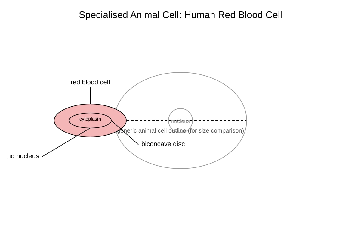 Diagram for Q3 (OLEVEL Biology)