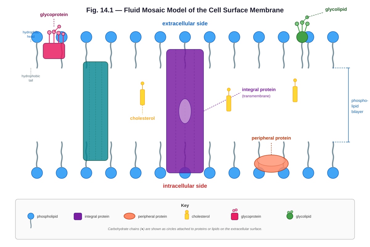 Diagram for Q14 (ALEVEL Biology H2)
