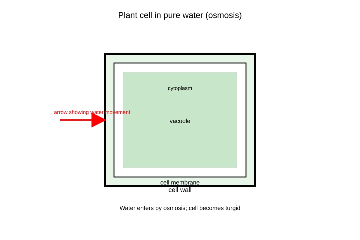 Diagram for Q12 (SEC3 Biology)