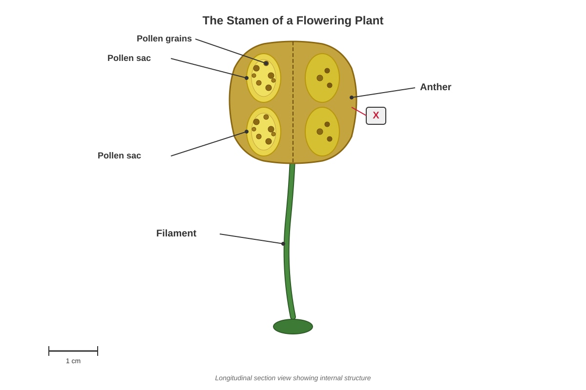 Diagram for Q23 (P5 Science)