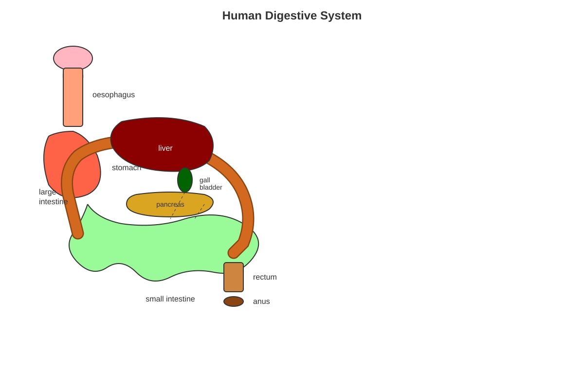 Diagram for Q12 (P5 Science)