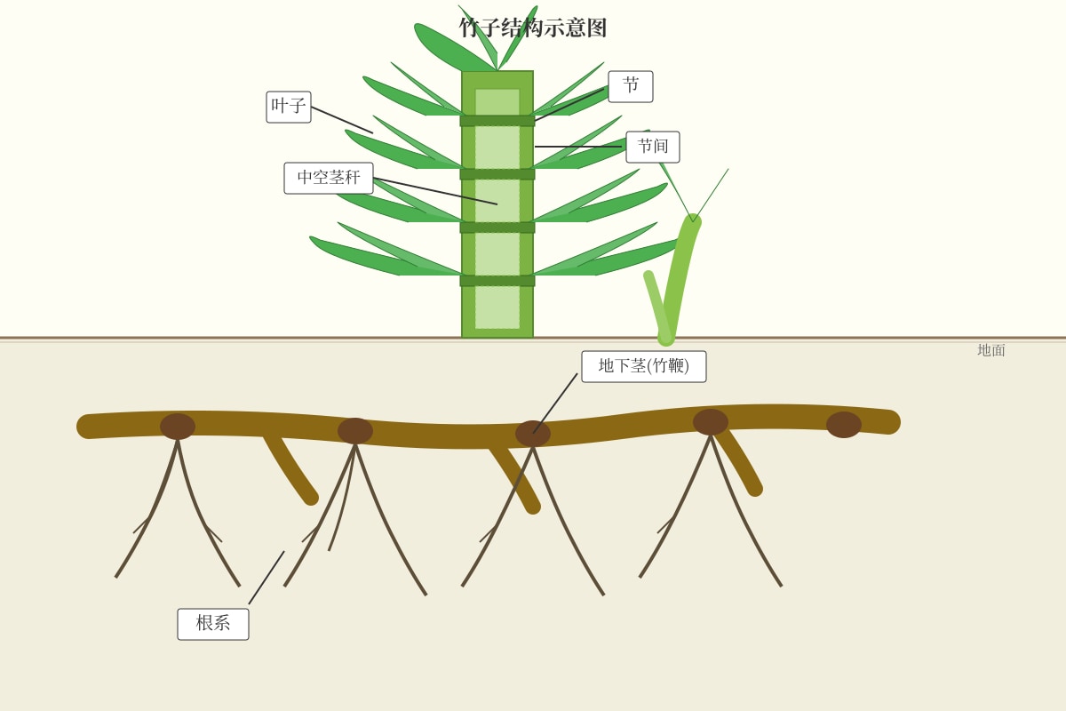 Diagram for Q33 (P5 Chinese)