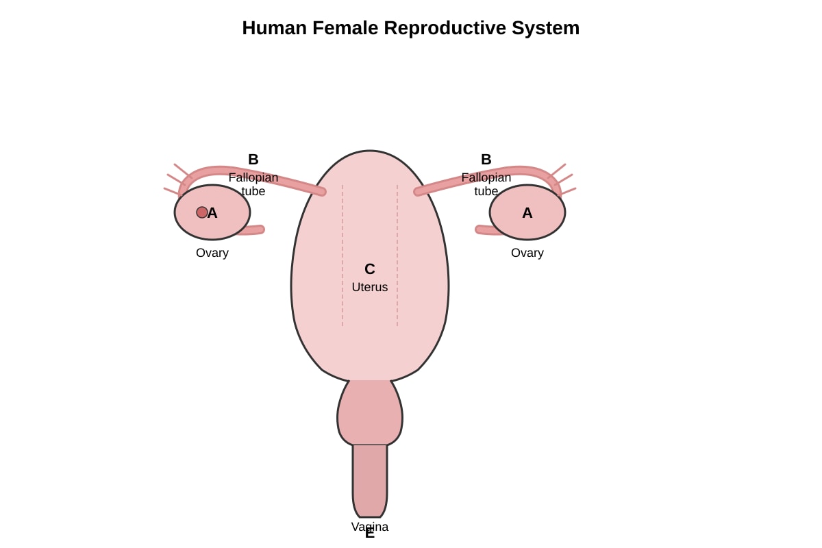 Diagram for Q31 (P5 Science)