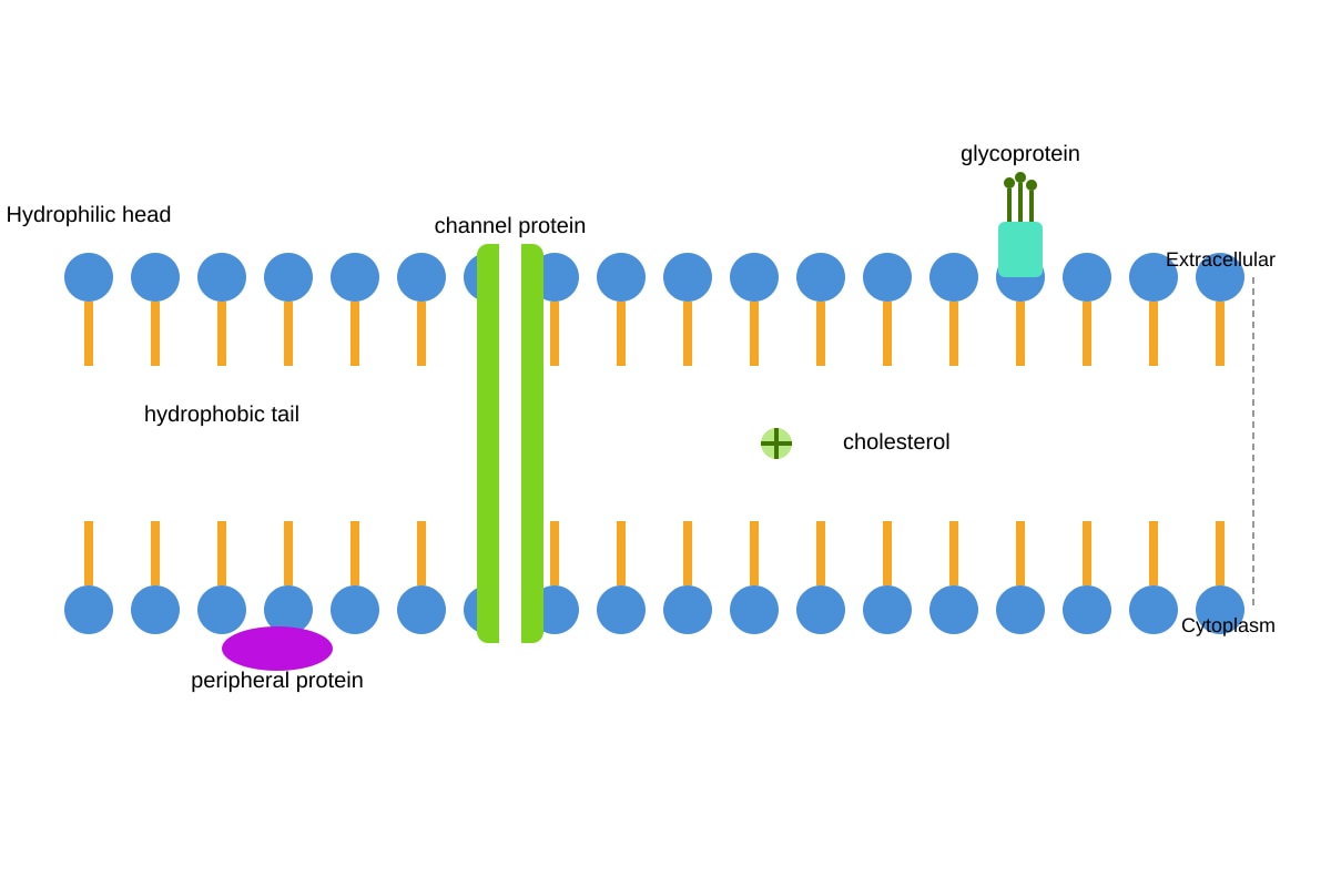 Diagram for Q13 (ALEVEL Biology H1)