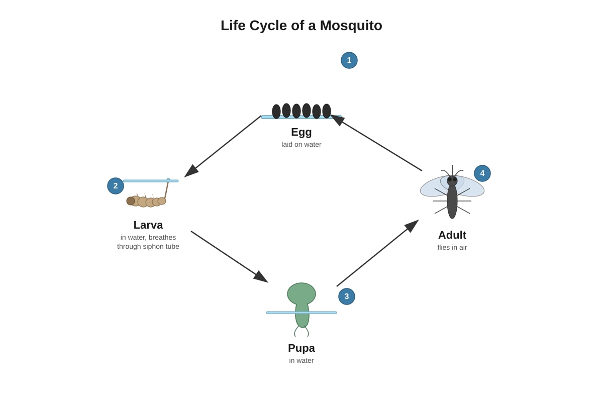 Diagram for Q7 (P4 Science)