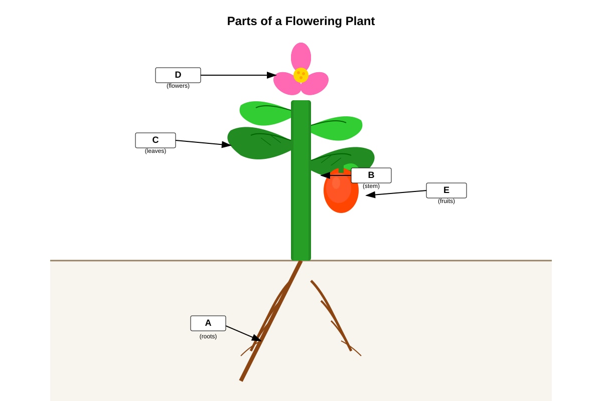 Diagram for Q4 (P4 Science)