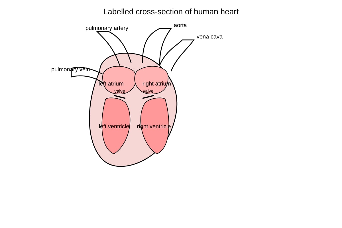 Diagram for Q9 (SEC3 Combined Science)