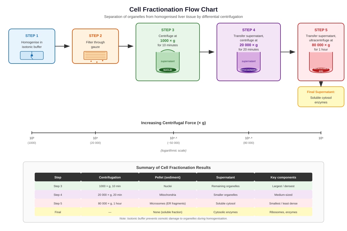 Diagram for Q19 (SEC3 Biology)