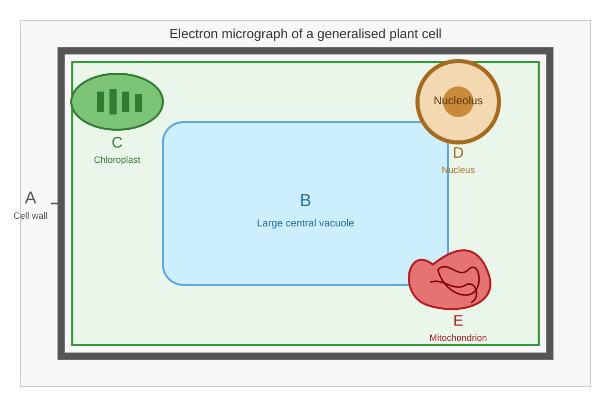 Diagram for Q3 (SEC4 Pure Biology)